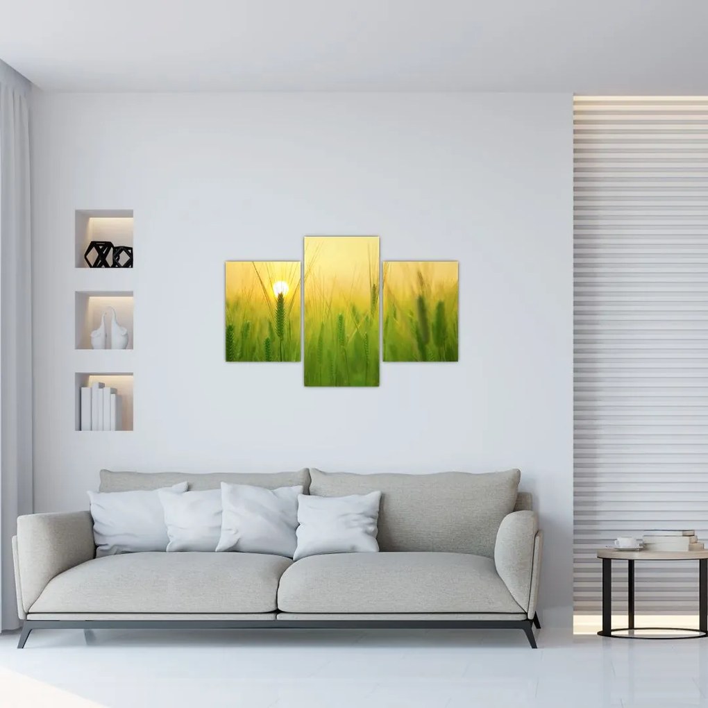 Tablou - Câmp cu cereale (90x60 cm)