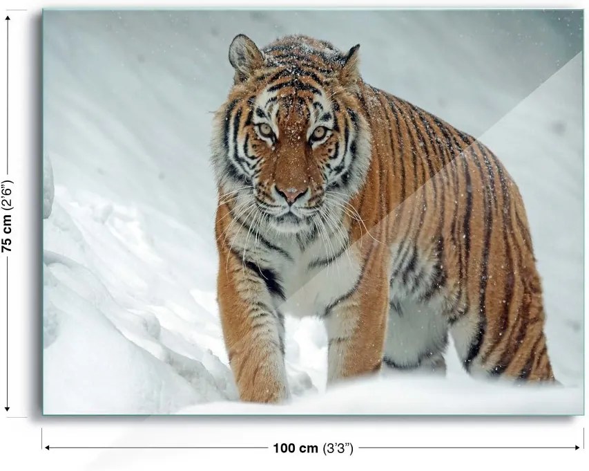 GLIX Tablou pe sticlă - Snow Tiger 100x75 cm