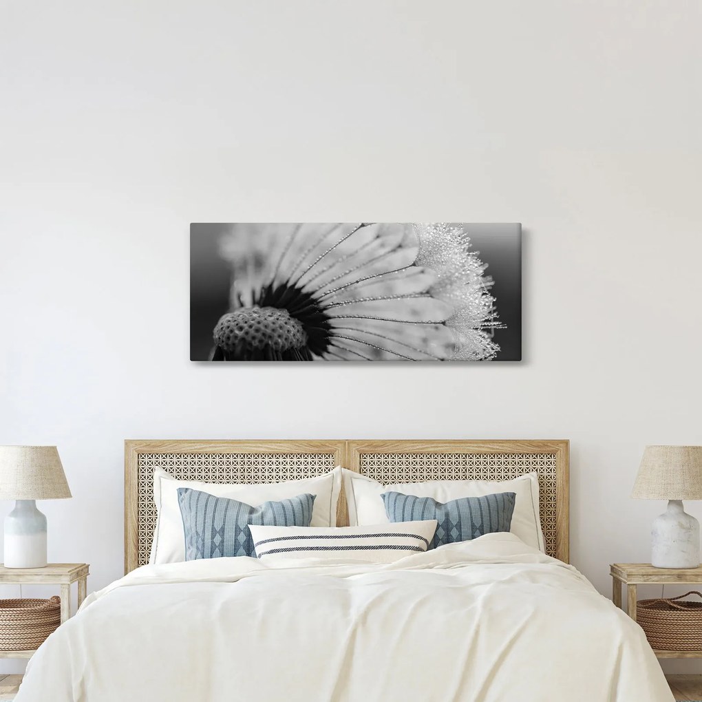 Tablou cu păpădie - albnegru (120x50 cm)