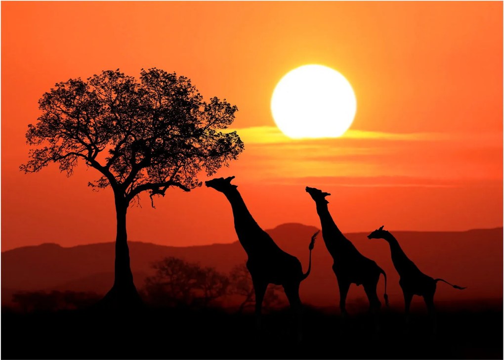 Tablou cu girafe în apus de soare (70x50 cm)