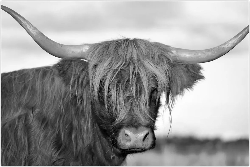 Tablou - Vacă scoțiană 2,alb-negru (90x60 cm)