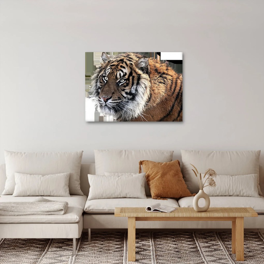 Tablou cu tigrul (70x50 cm)
