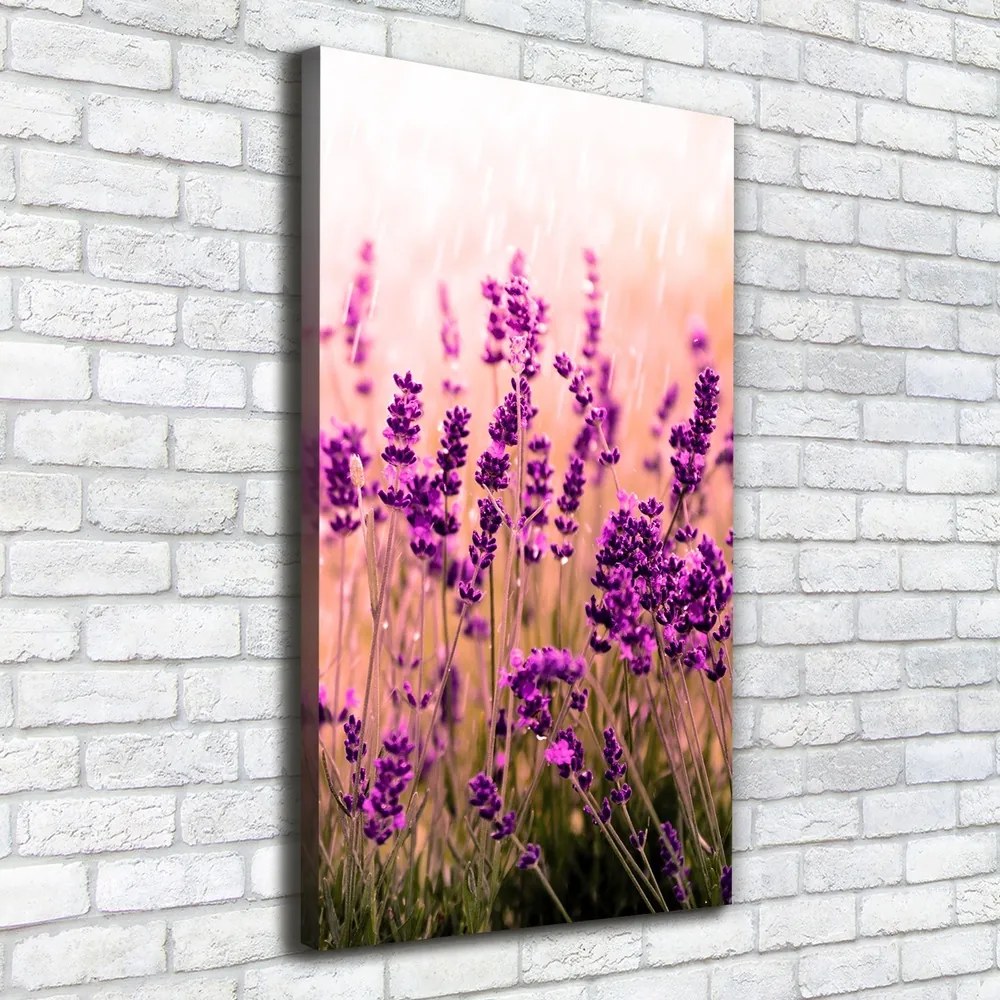 Print pe canvas Câmp de lavandă