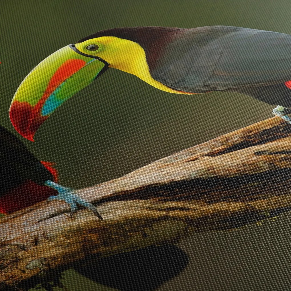 Tablou tucani sezând , Costa Rica (90x60 cm)