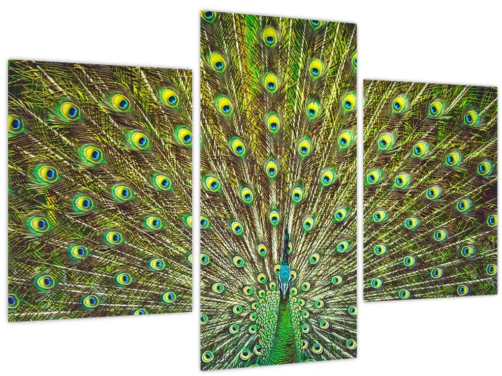 Tablou - Peacock (90x60 cm)