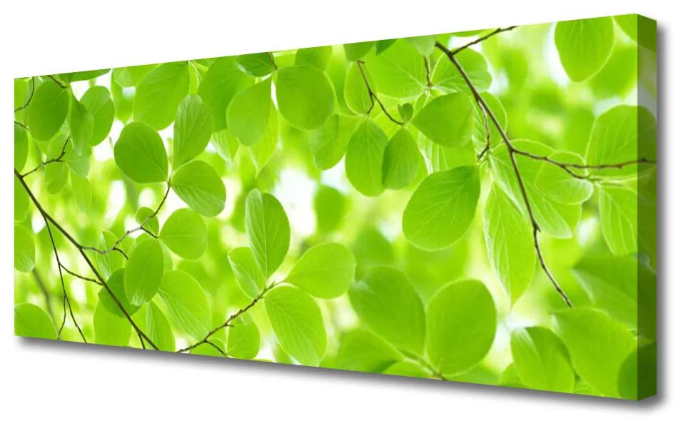 Tablou pe panza canvas Frunze Natura verde