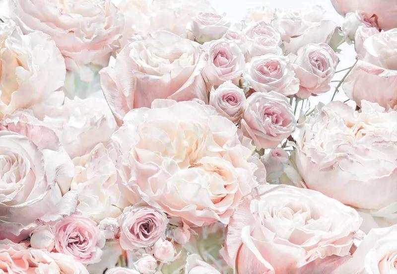 Fototapet flori Trandafiri roz