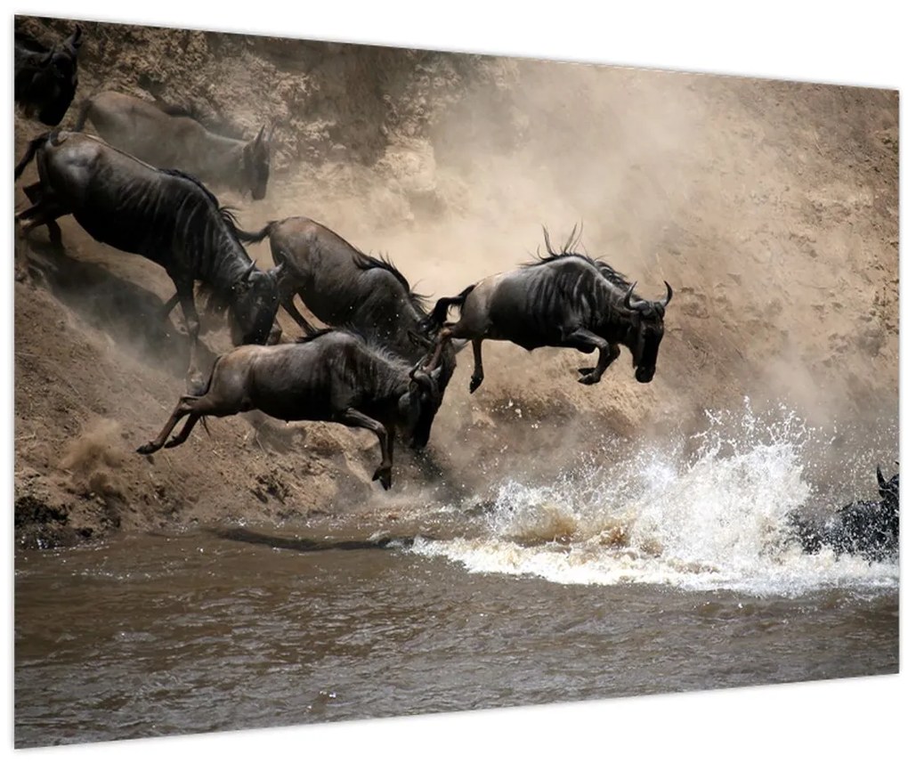 Tablou - Turmă de gnu (90x60 cm)