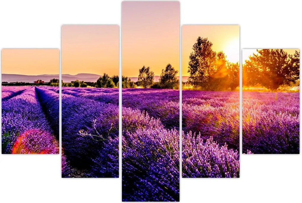 Tablou cu câmp de lavandă, Provincie (150x105 cm)