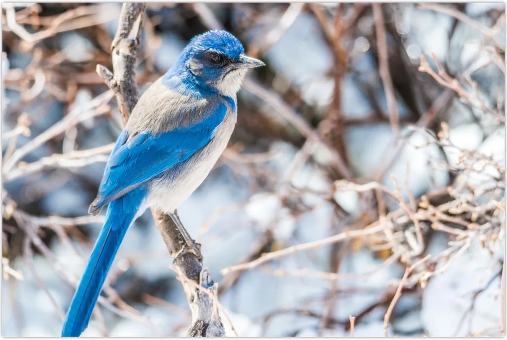 Tablou - Pasare de iarnă (90x60 cm)