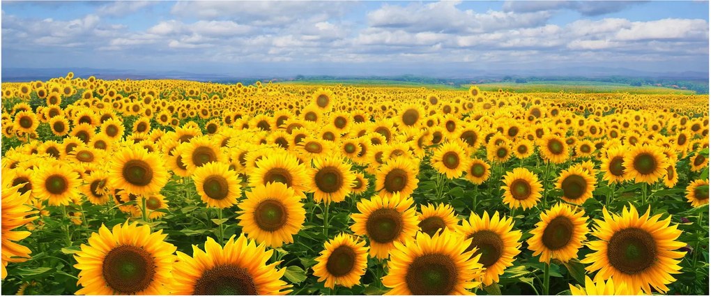 Tablou cu lan de floarea soarelui (120x50 cm)
