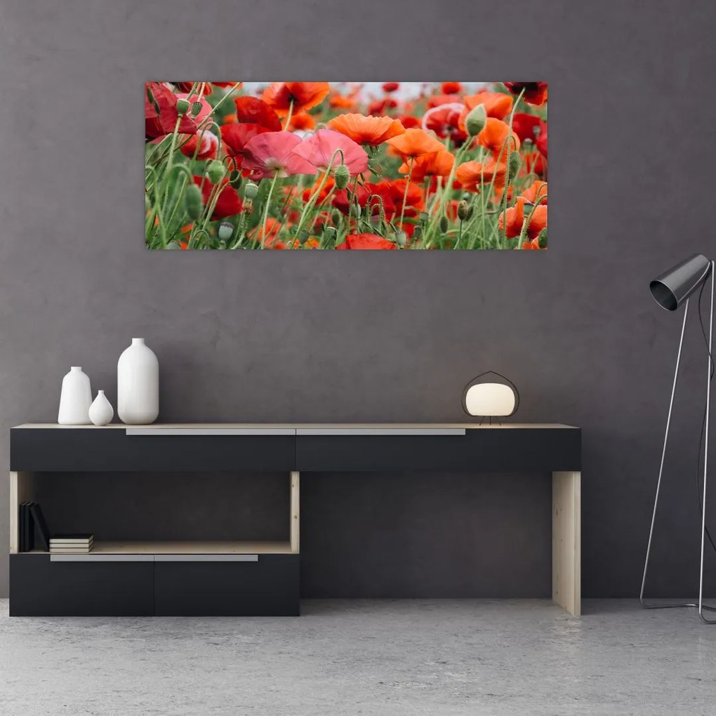 Tablou din câmp cu maci (120x50 cm)