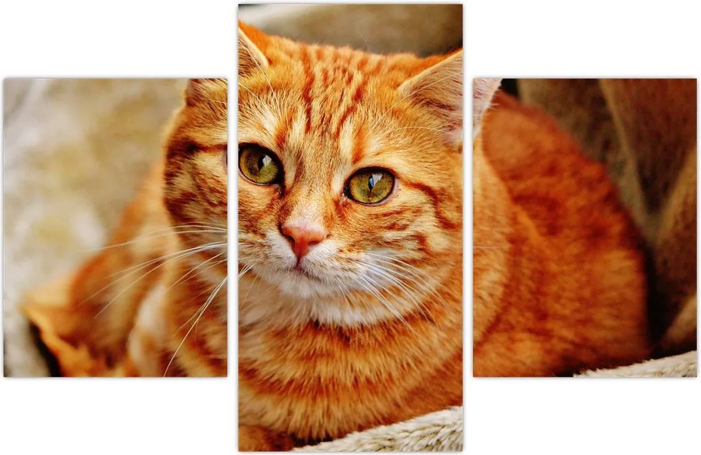 Tablou - Pisica tolenită (90x60 cm)