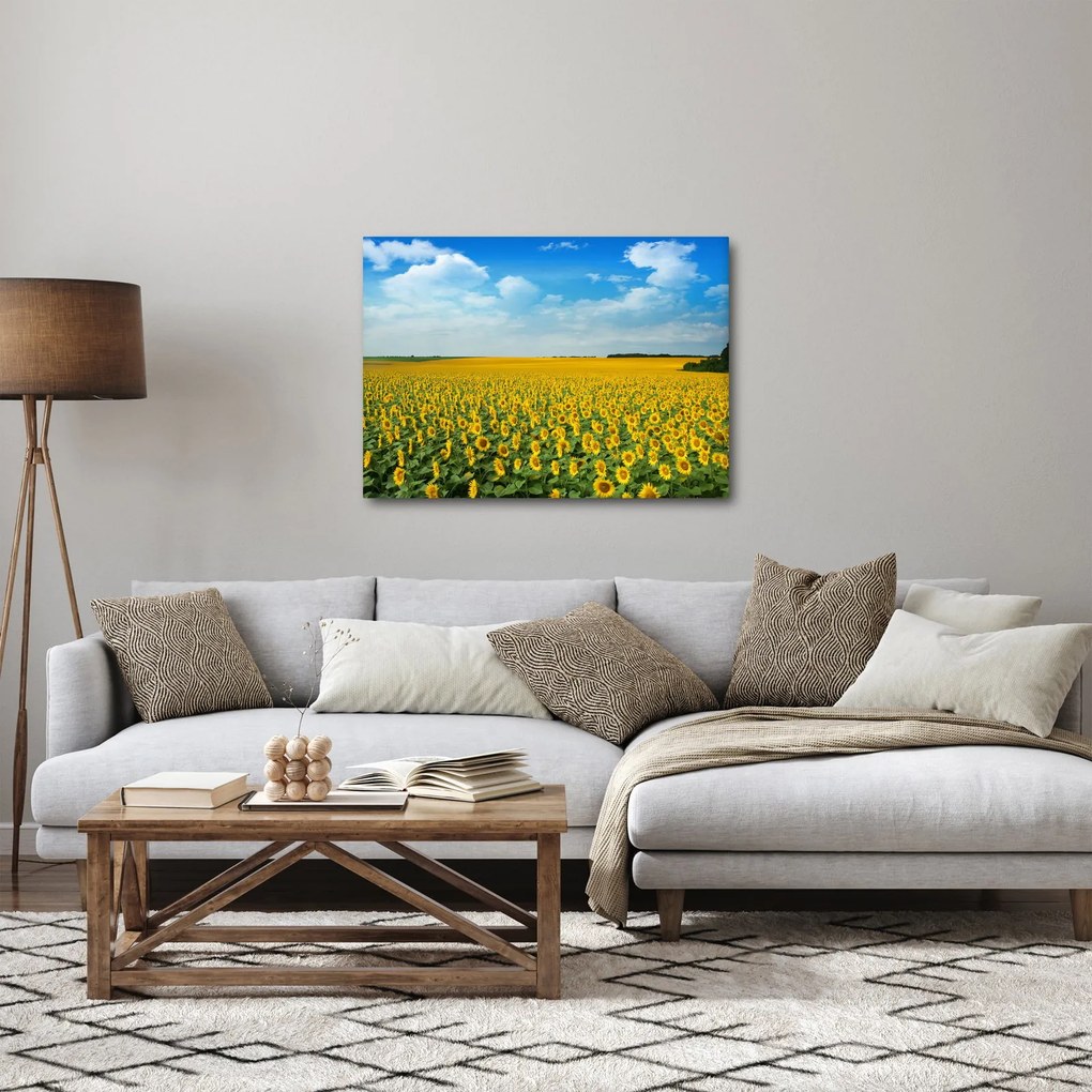 Tablou - câmp cu floarea soarelui (70x50 cm)
