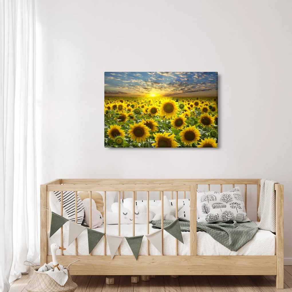 Tablou - Floarea-soarelui la apus de soare (90x60 cm)