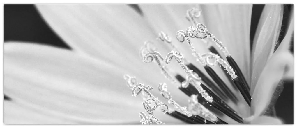 Tablou - Floare albă și neagră (120x50 cm)