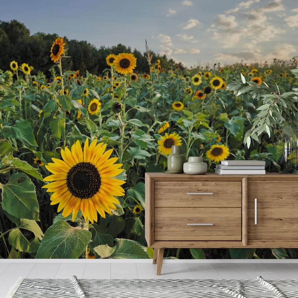 Fototapet - Câmp de floarea-soarelui (147x102 cm)