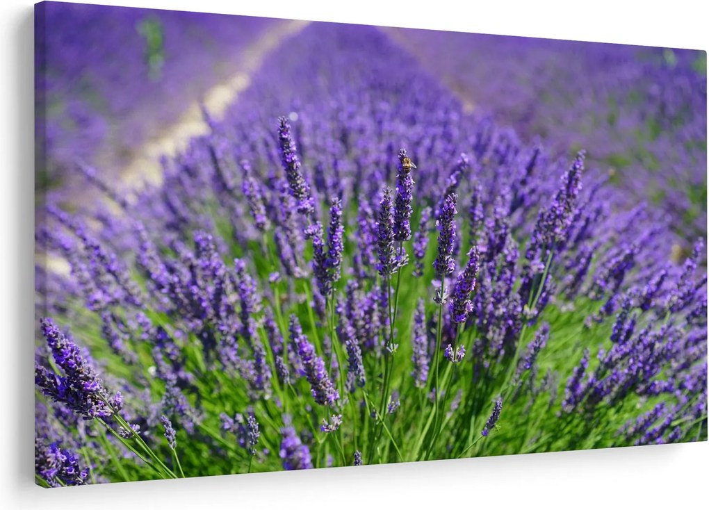 Tablou - lavanda (90x60 cm)