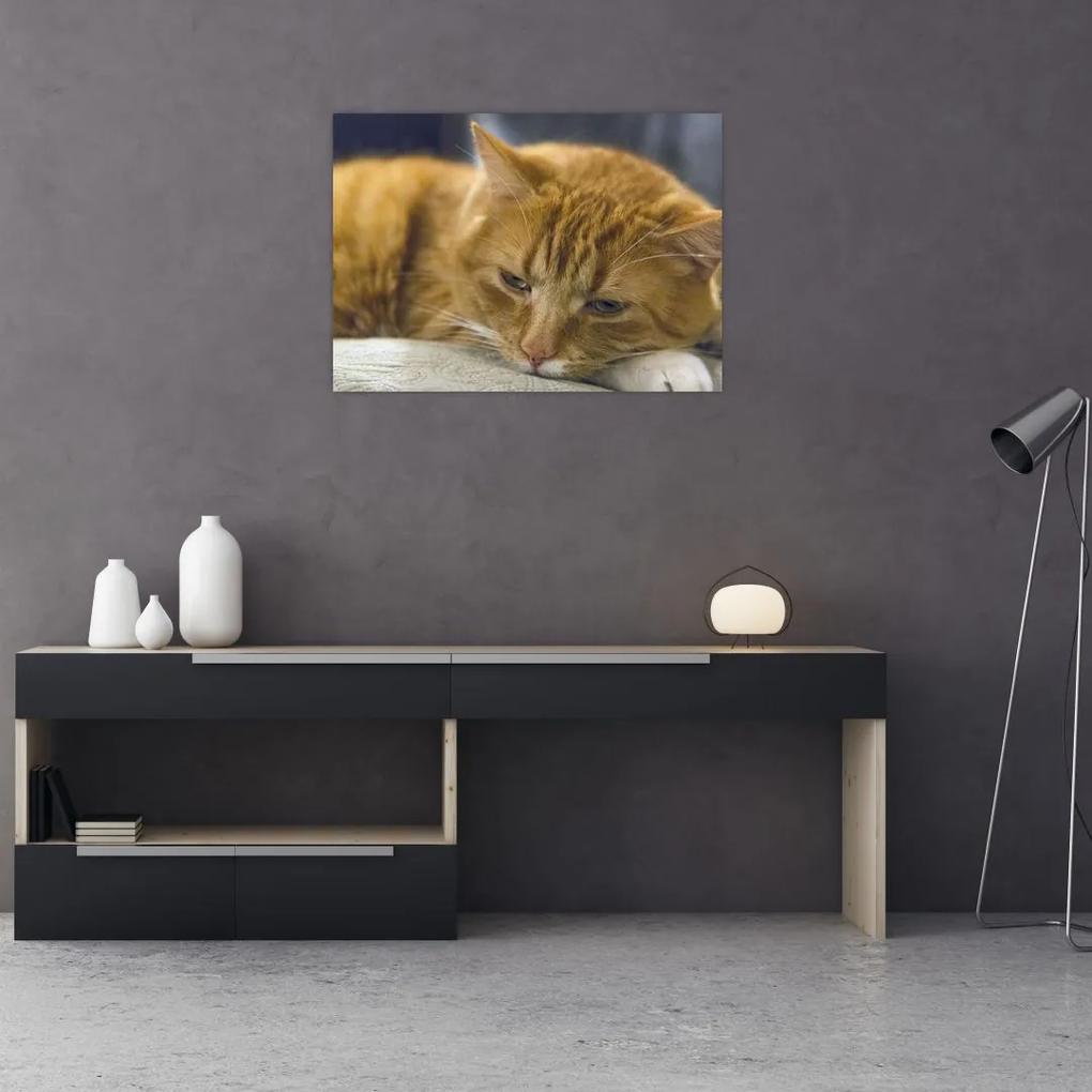 Tablou pisicii (70x50 cm), în 40 de alte dimensiuni noi