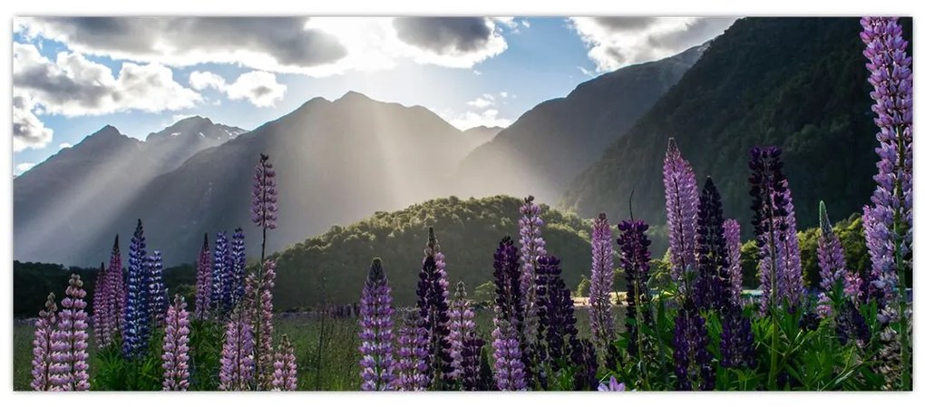 Tablou - scenariu cu flori de Lupin (120x50 cm)