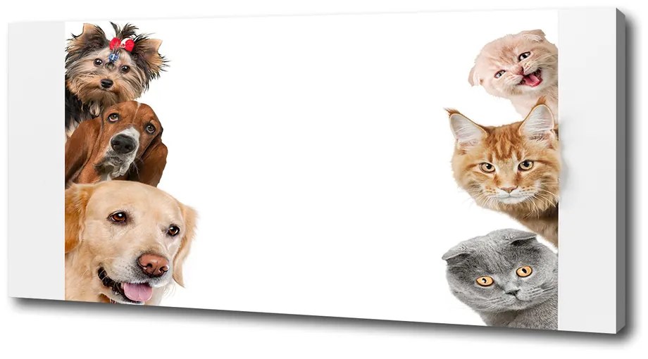 Imprimare tablou canvas Câini și pisici