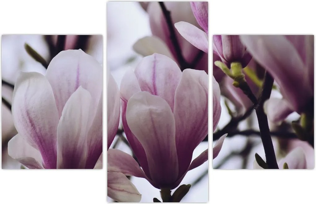 Tablou - Magnolie (90x60 cm)