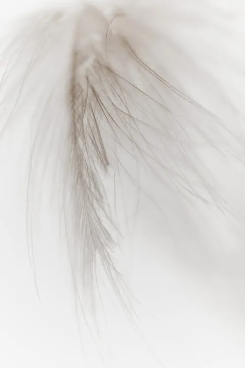 Fotografie White Feather, Magda Izzard