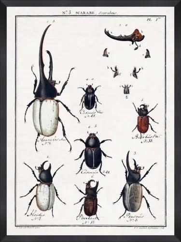 Tablou Framed Art Entomology I