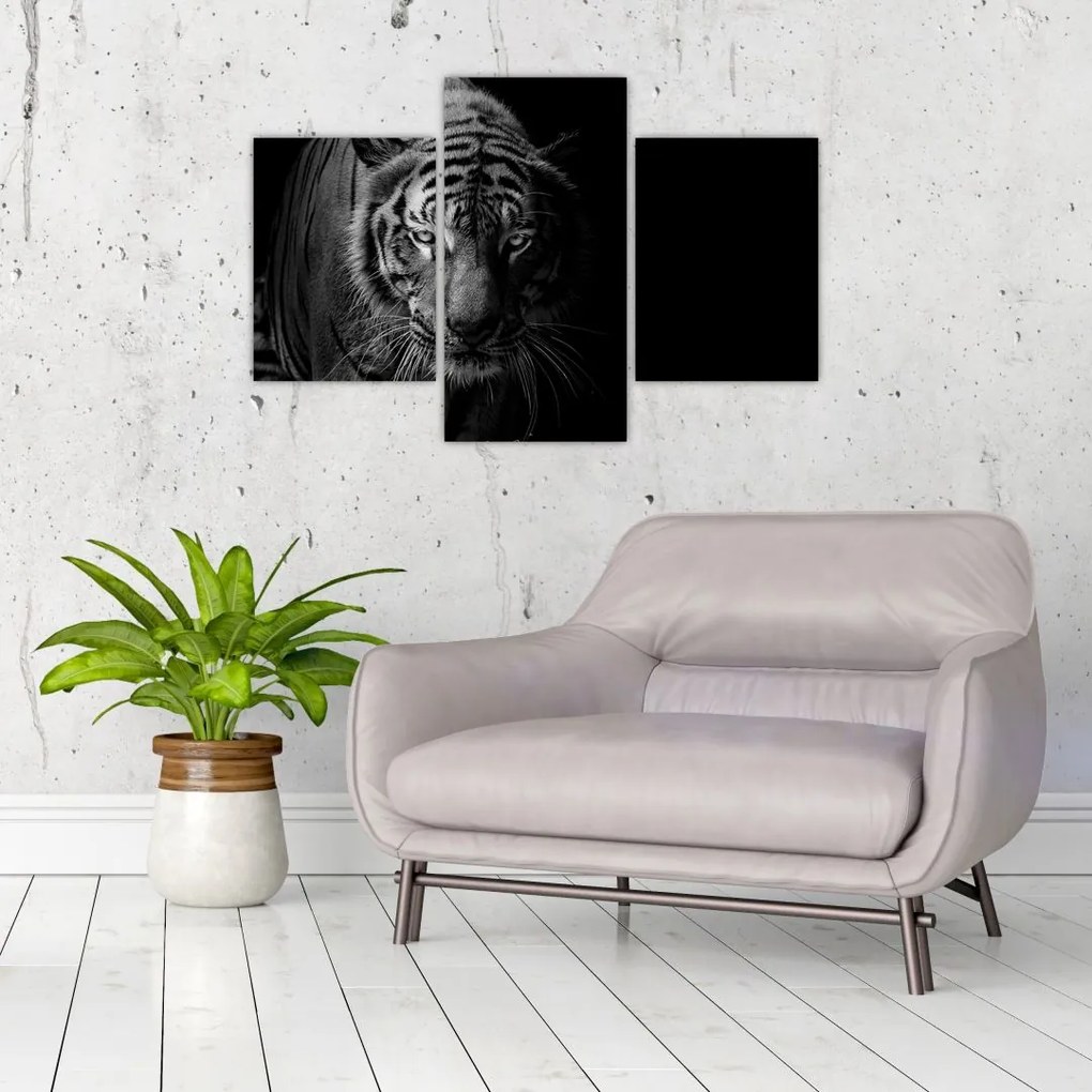 Tablou - Tigru sălbatic (90x60 cm)