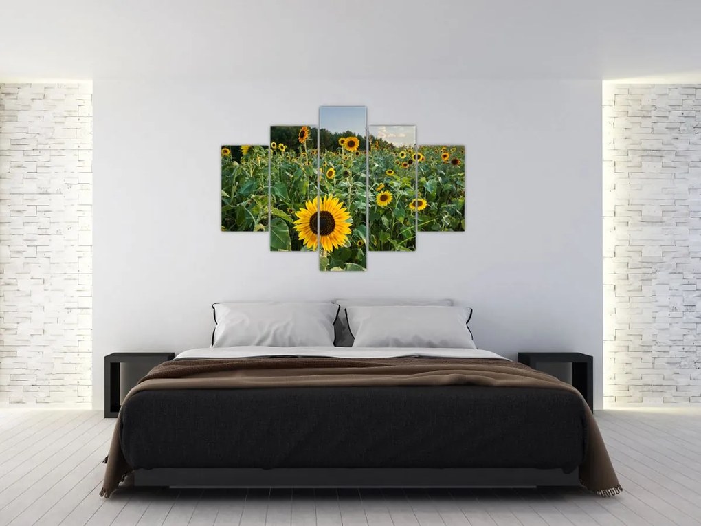 Tablou - Câmpul de floarea-soarelui II. (150x105 cm)