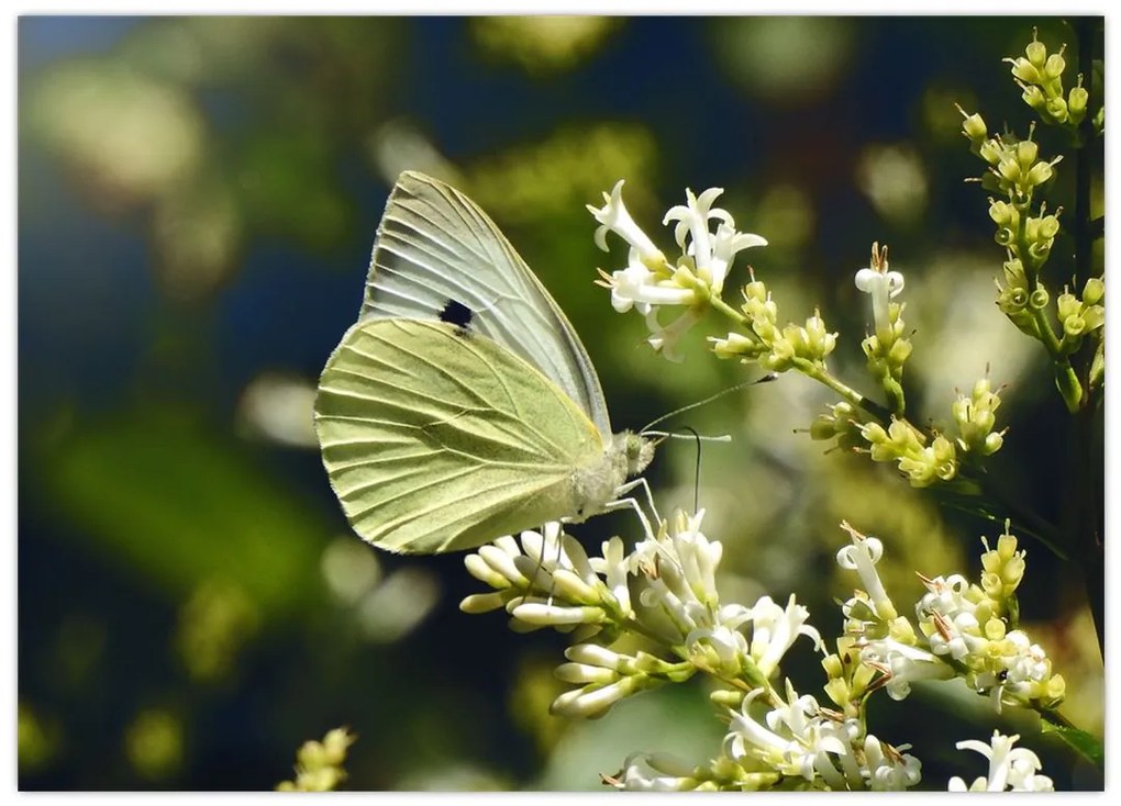 Tablou cu fluture (70x50 cm)