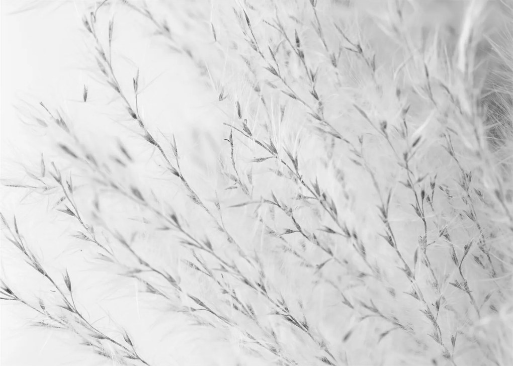 Tablou pe sticlă - Iarbă de pampas N⁰2 (70x50 cm)