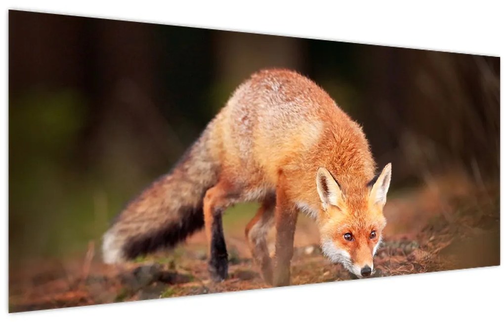 Tablou - Vulpe in pădure (120x50 cm)