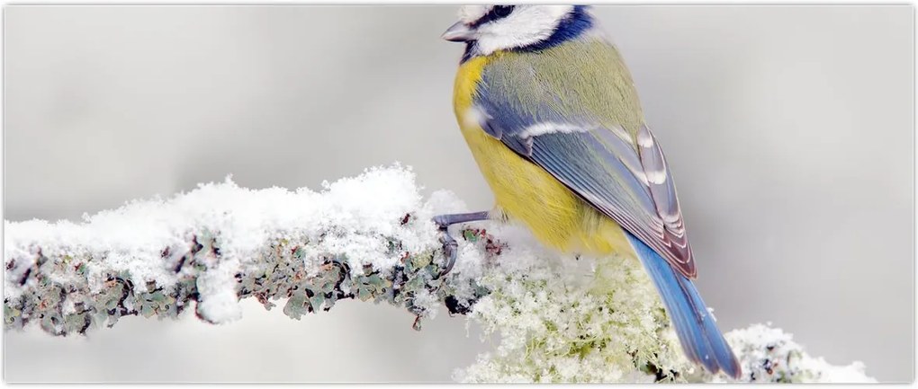 Tablou - Pițigoi (120x50 cm)