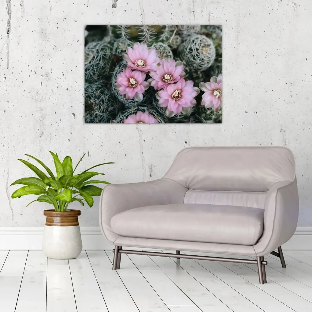 Tablou floare de cactus (70x50 cm)