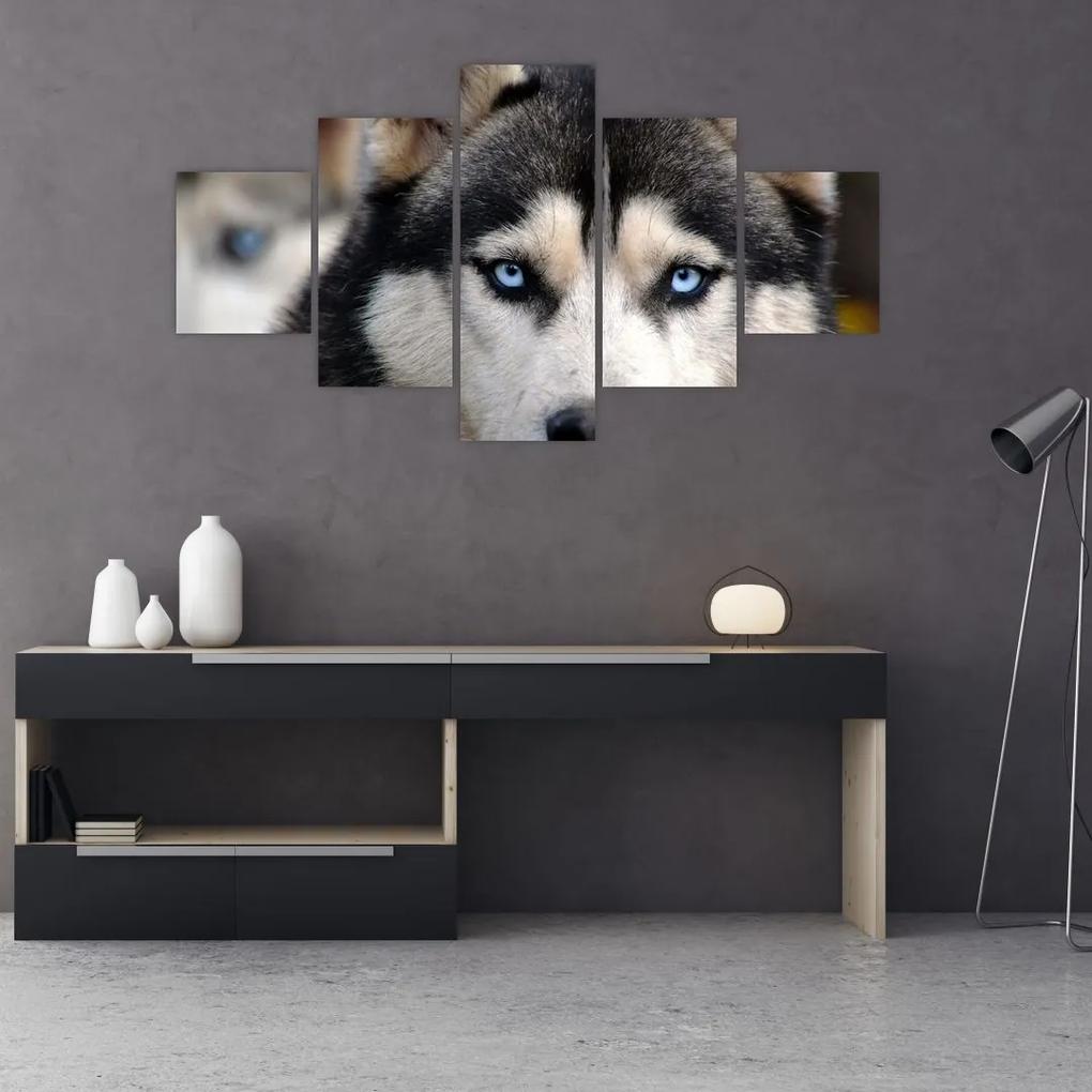 Tablou cu câinele husky (125x70 cm), în 40 de alte dimensiuni noi