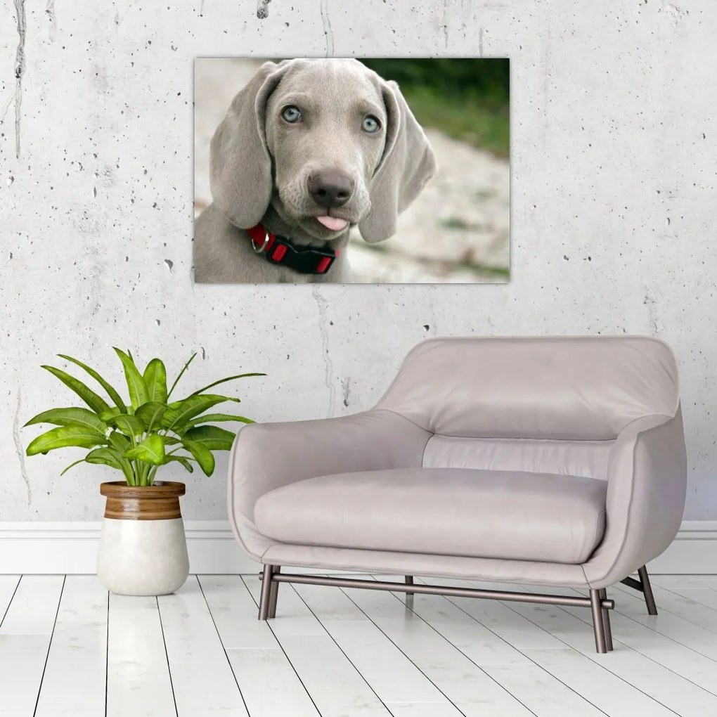 Tablou pe sticlă - cățeluș weimaraner (70x50 cm)