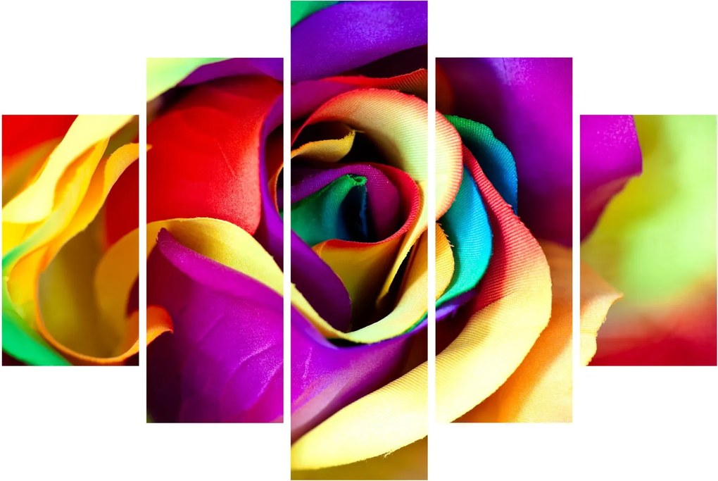 Tablou - Trandafir colorat (150x105 cm)