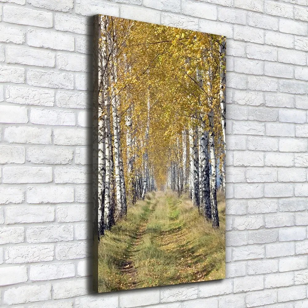 Tablou canvas Pădurea de mesteacăn