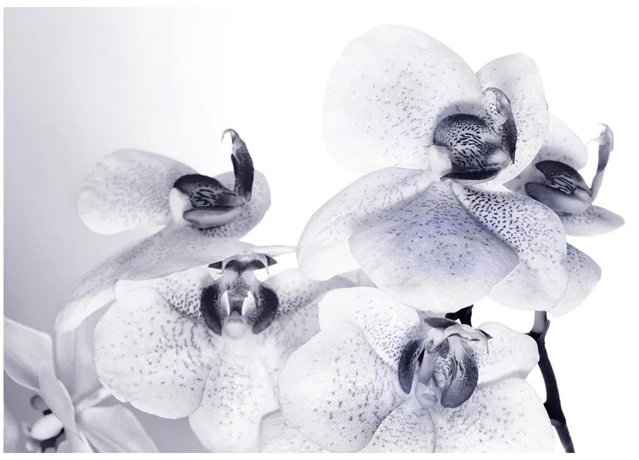 Fototapet orhidee alb negru