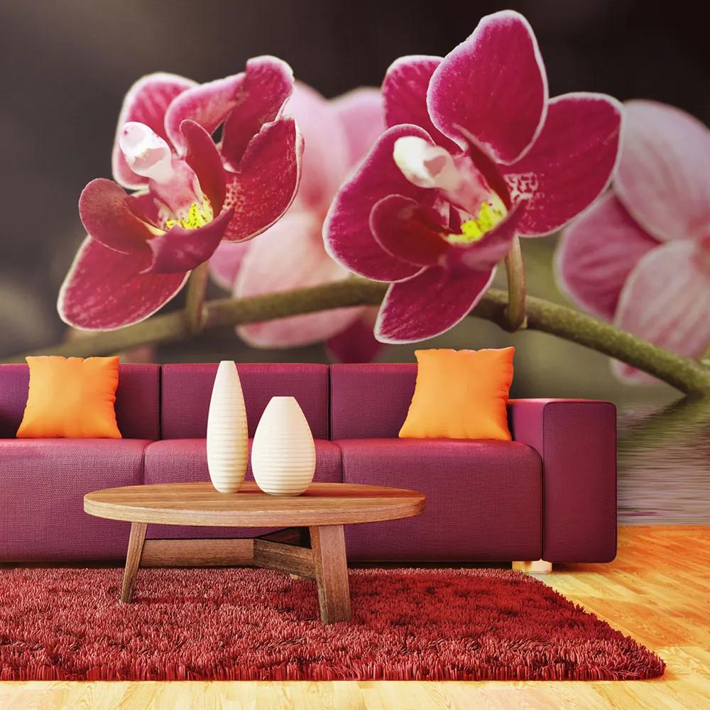 Fototapet Bimago - Beautiful Orchid Flowers On The Water + Adeziv gratuit 450x270  cm