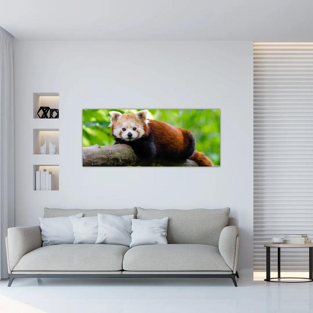 Tablou cu panda roșie (120x50 cm), în 40 de alte dimensiuni noi