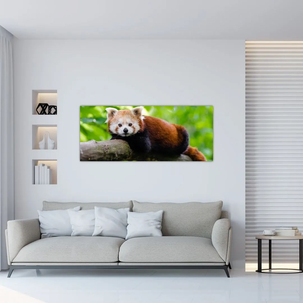 Tablou cu panda roșie (120x50 cm)