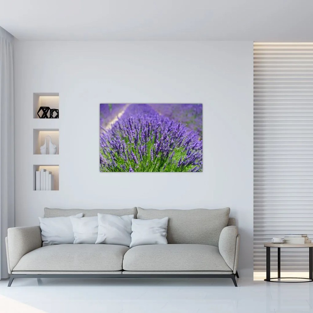 Tablou - lavanda (90x60 cm)