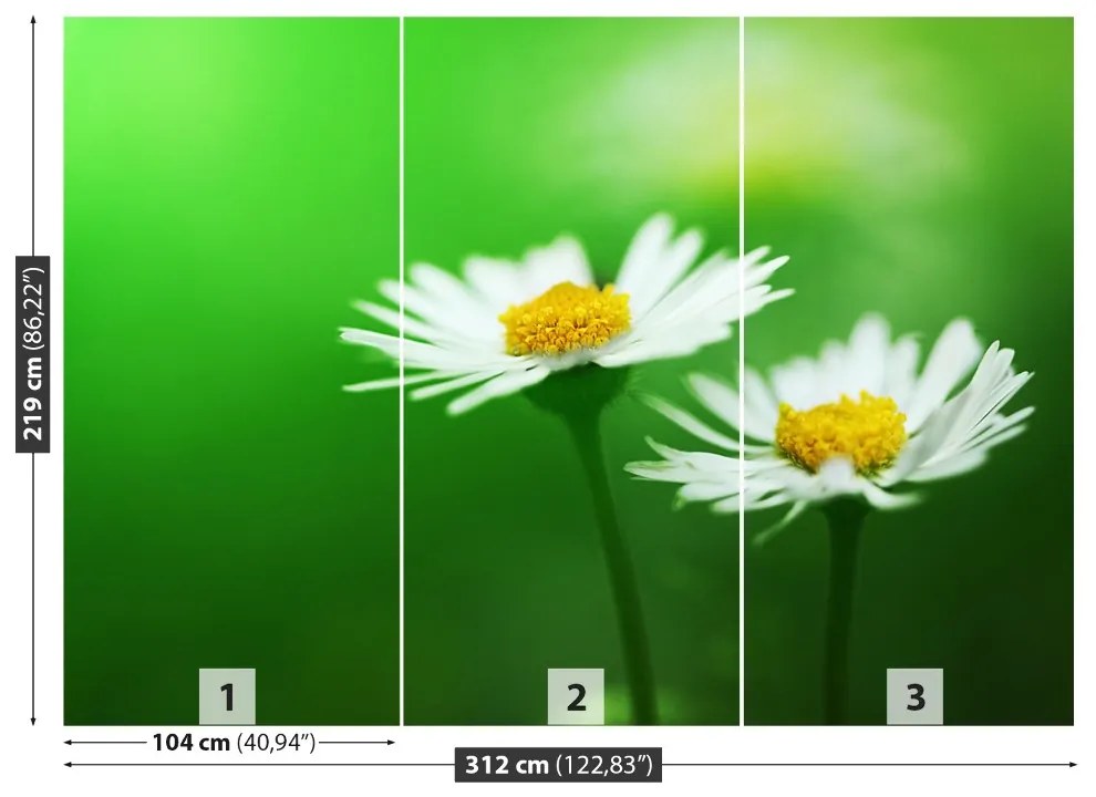 Fototapet alb Daisies