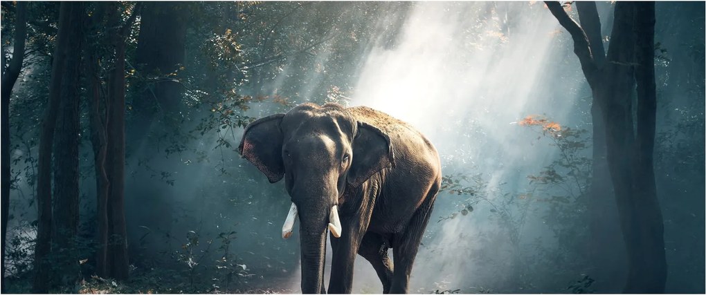 Tablou cu elefant în djunglă (120x50 cm)