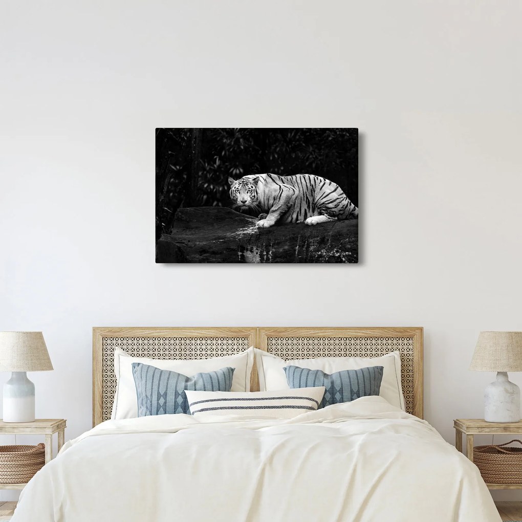 Tablou - Tigru alb, alb-negru (90x60 cm)