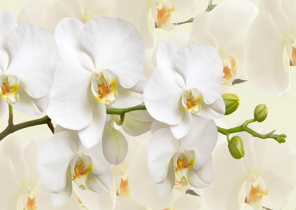 Fototapete, Orhideea alba Art.01144