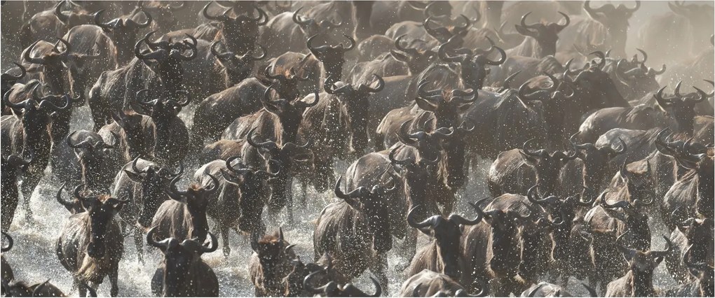 Tablou - Turmă de antilope sălbatice (120x50 cm)