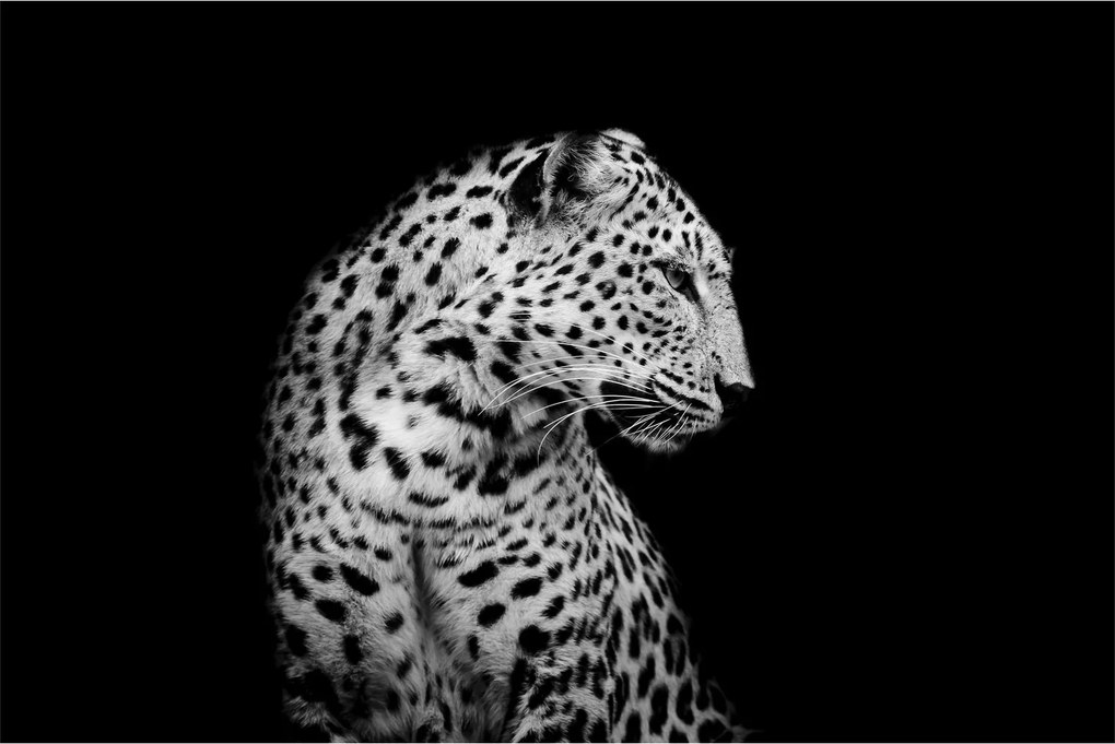 Tablou - Leopardul (90x60 cm)
